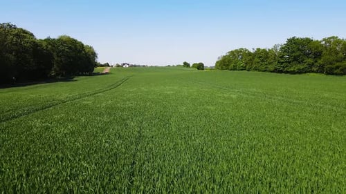 Green Wheat Field Drone Flies Low and Fast Over Sprouts of Grain Crops Growing on Fertile Soil