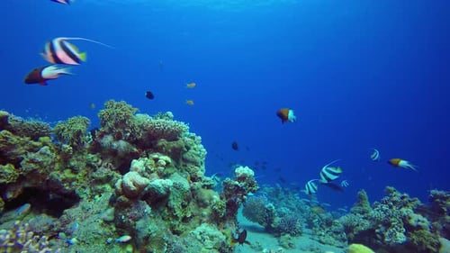 Colourful Tropical Reef Bannerfish