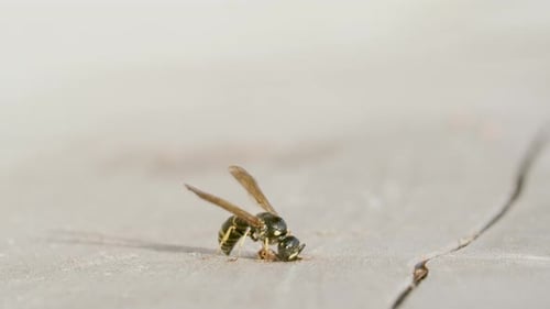 Wasp Eating Insect on Textured Gray Surface