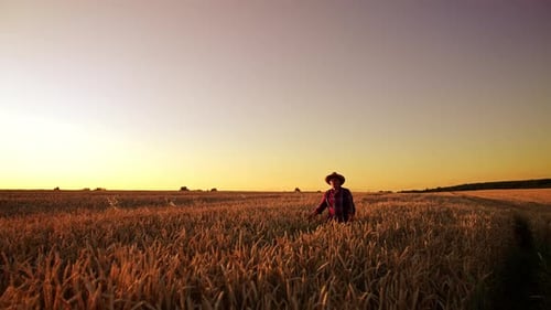 Beautiful vast field of wheat at sunset. Male adult farmer in hat walks by his farmland.