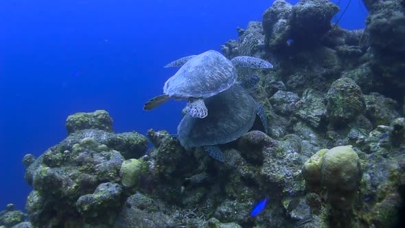 Green Sea Turtles on top of each other. Swimming by another turtle. One ...