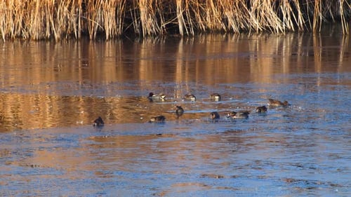 Eurasian Teal Feeding In A Frozen Lake