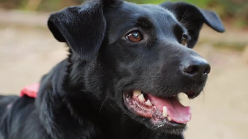 Dog Panting, Close Up