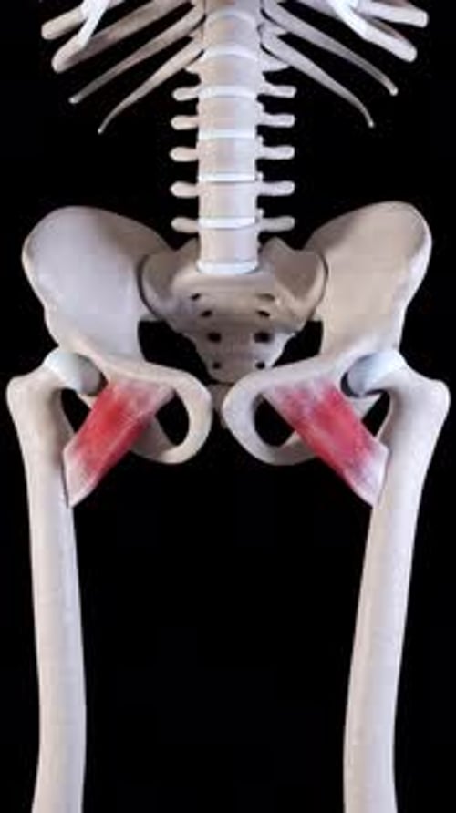 Pectineus Muscle Movement Vertical Video