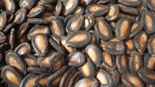 A macro video of watermelon seeds.