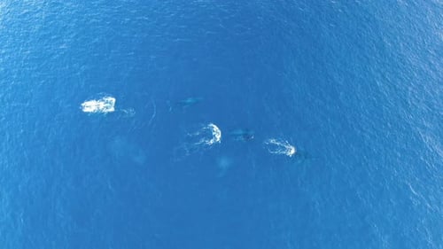 Group of whales swimming in the open Caribbean Sea aerial drone view