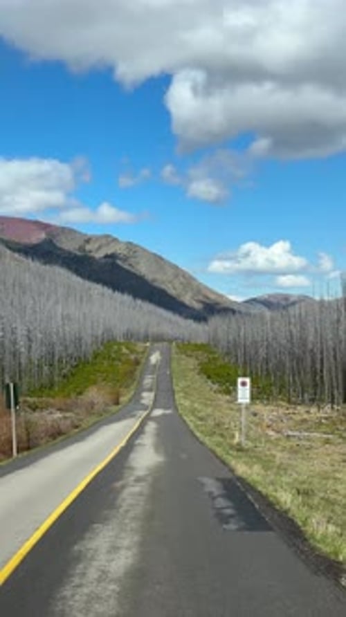 Burnt forest and mountain landscape in Waterton Lakes National Park, Alberta