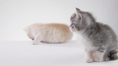Two Adorable Kittens on White Background