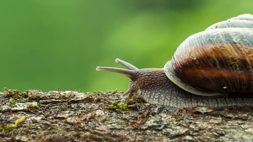 Snail