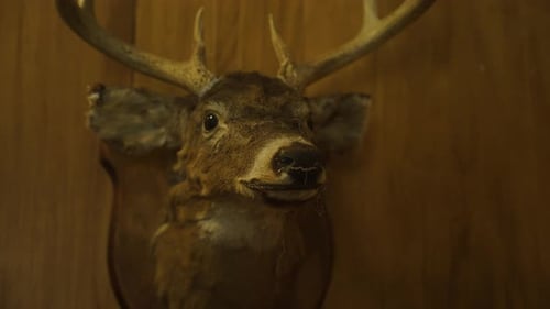 Montura de taxidermia de cabeza de venado de cola blanca con astas sobre escudo de pared de madera