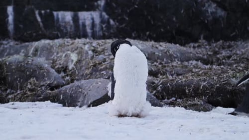 A Lonely Penguin Standing on the Frozen Antarctic Snowy Coast