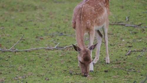 a deer grazing