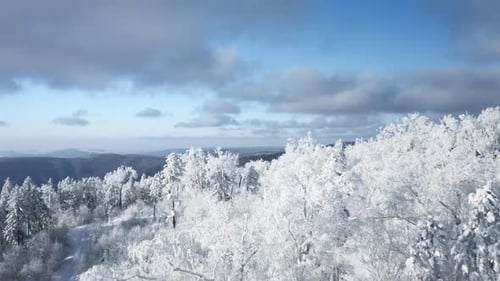 Beau paysage d'hiver d'arbres couverts de neige sous un ciel bleu