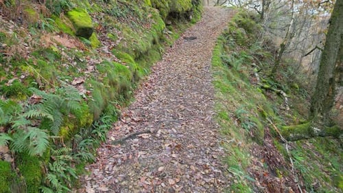Pathway, Country Trail, leading through woodlands along the side of a moorland river. Winters scene