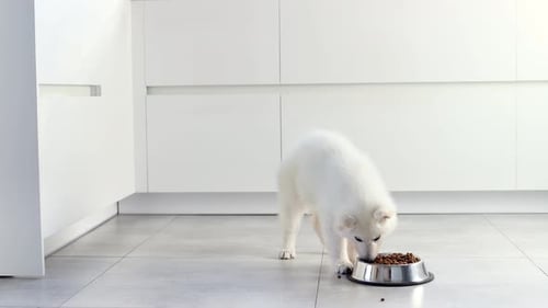 Fluffy White Puppy Eats Food in Modern Kitchen
