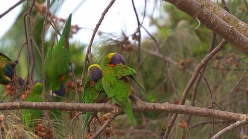 A pair of Rainbow lorikeets (trichoglossus moluccanus) perched on Casuarina tree branch, preening an