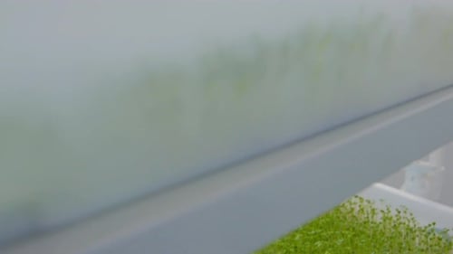 Close Up Fresh Microgreen Sprouts on White Shelves Agriculture with Light Young Plant Pot Salad