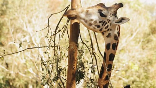 Girafa estendendo o pescoço para alcançar as folhas