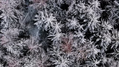 snowy forest in winters