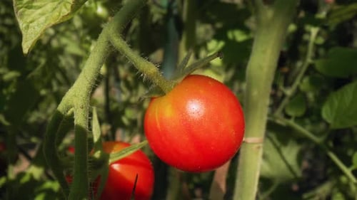 Tomatoes growing on branch during the pouring rain. Shot with RED helium camera in 8K.