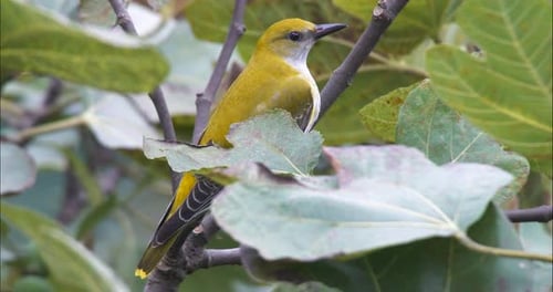 Eurasian Golden Oriole
