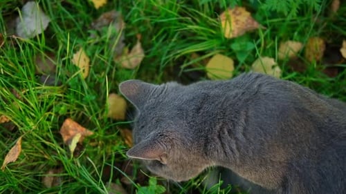 Cat Portrait Graceful Gray Cat Walking in the Forest or Garden Funny Cat Outdoors Beautiful Feline