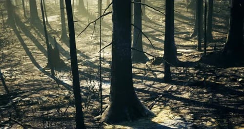 Burned Forest Area Showing Tree Trunks and Shadows