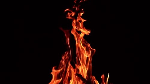 Beautiful cozy campfire burning in absolute darkness. Long tongues of flame rising into air.