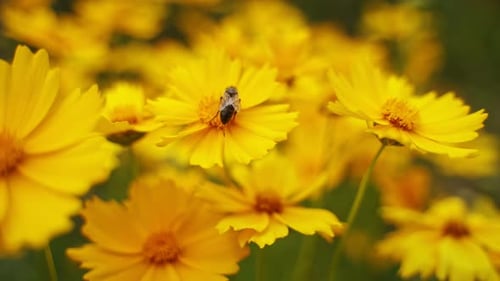 Background with beautiful yellow flowers, close up