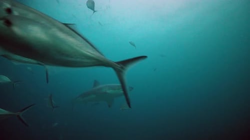 Great White Shark Carcharodon carcharias Neptune Islands South Australia 4k slow motion 50fps