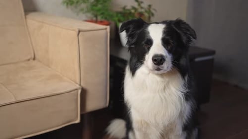 Lustiges Portrait Süßes Hündchen Border Collie für den Innenbereich, der sich zu Hause ausruht Welpe Hund drinnen in