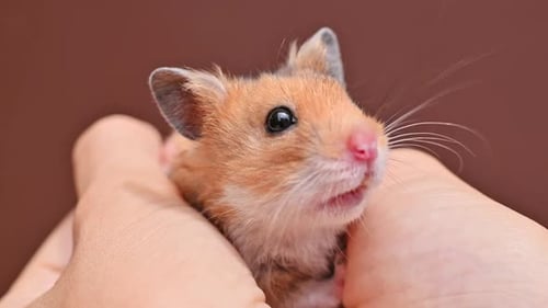 Small brown ginger fluffy hamster in female hands. Pet, Funny domestic mouse in hands close-up.