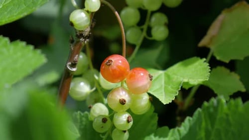 Close up shot. A bunch of ripening berries on a branch of red currant with green leaves lit by sunli