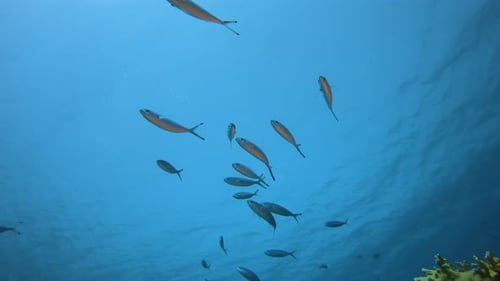 School of Silver Fish Swimming Near Coral Reef