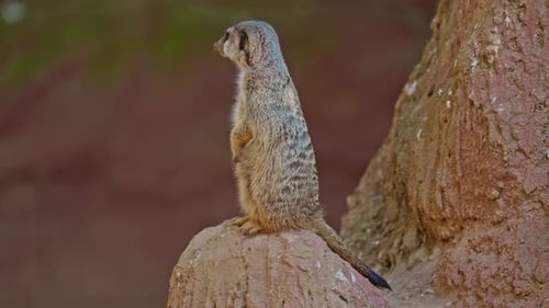 Erdmännchen draußen im Tierpark und sonnt sich