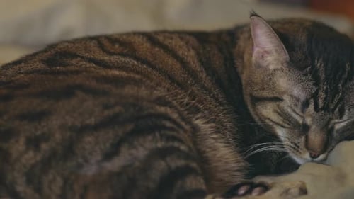 Adorable Tabby Cat Sleeping Curled Up On The Couch. close up, slider right shot