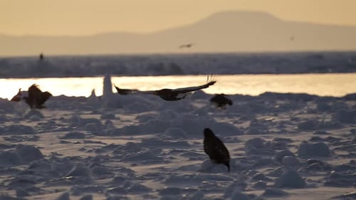 Steller's Sea Eagle Hunting Fish in Hokkaido, Japan Powerful Raptor Wildlife Action in Winter