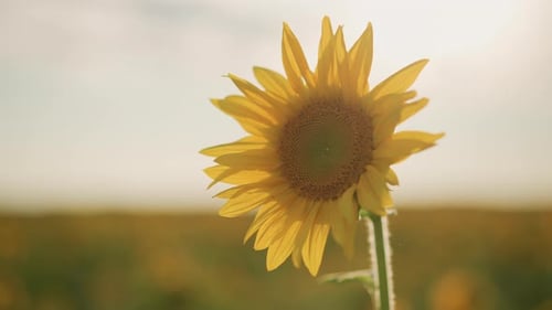Bright Sunflower in Field Closeup of Sunflower with Radiant Sunlight and Soft Background Macro View
