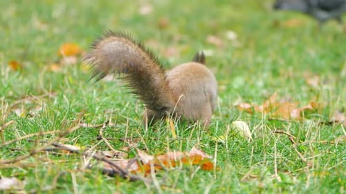 Squirrel Looks for Food in Green Grass of Lawn in Park