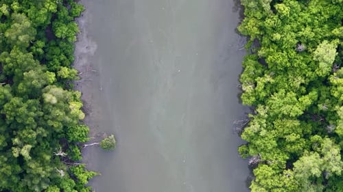 Aerial view of green mangrove river channel