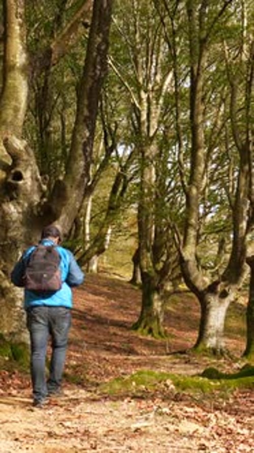 A man is walking through a forest with trees that have holes in them. Scene is peaceful and serene,
