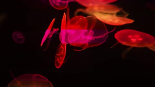 Moon Jellyfish Drift in Neon Light at Gran Canaria Aquarium