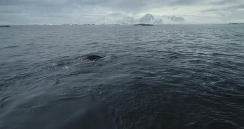 Whale Breaching in the Cold Ocean Waters