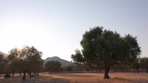 Olive Trees 2