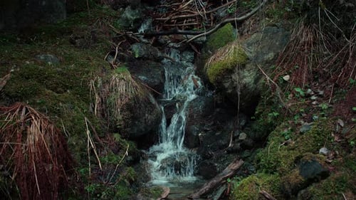 Mountain Water Stream or River in Forest