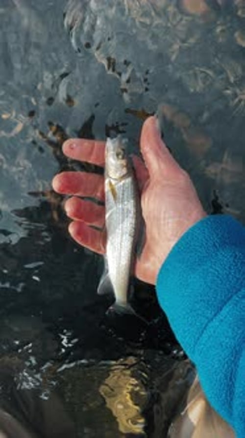 Catch and Release Fishing Fisherman Releases the Fish Into the Rapid Clean River