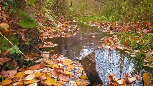 Flowing River in Autumn 4k
