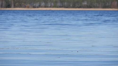 Calm Lake with Distant Forest Under a Clear Sky Slow Motion