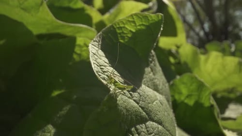 Green Grasshopper Resting on a Leaf in Nature