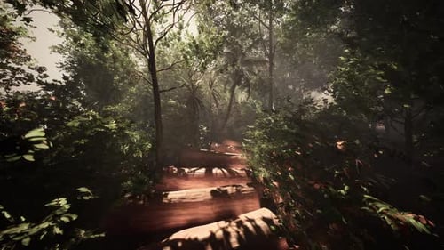Walking Along a Foggy Trail in the Lush Jungle